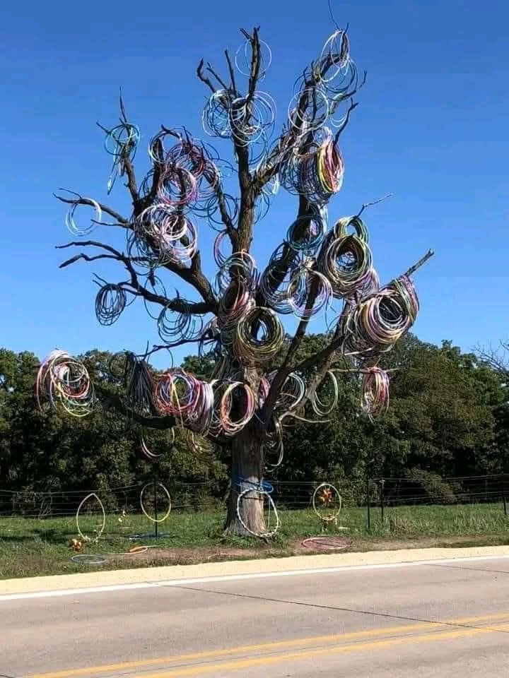 Iowa's former hula hoop tree in Amber