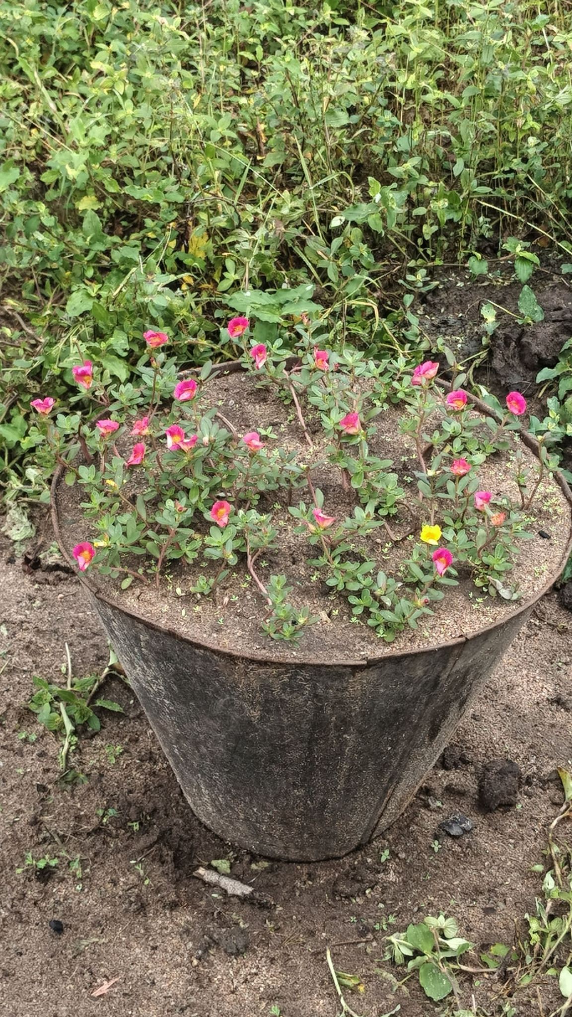 Dmb Anulawathi