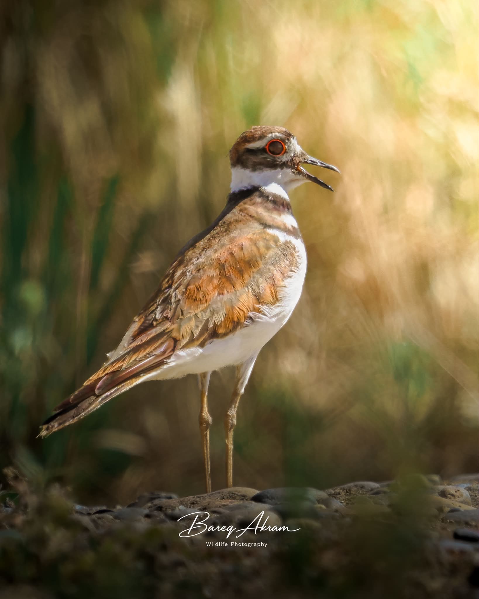 Lelek / Nightjar X-H2 + Fujinon 500mm F5.6, 1/800s, ISO-250 Poland