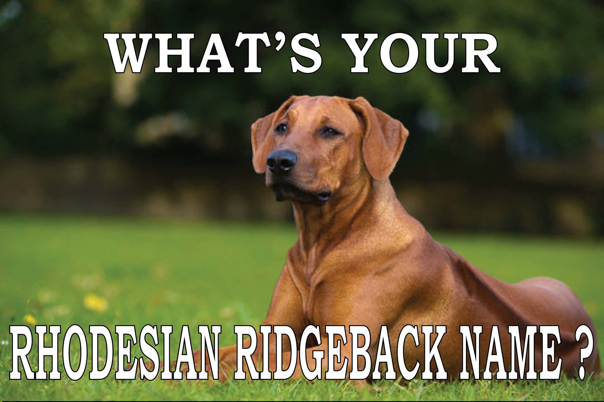 Rhodesian Ridgeback | Facebook