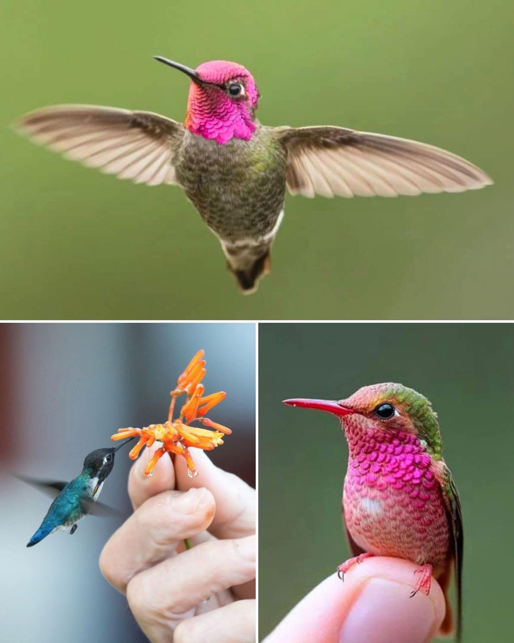 Beauty of Nature | This is the HUMMINGBIRD – The Fastest Wings in the ...