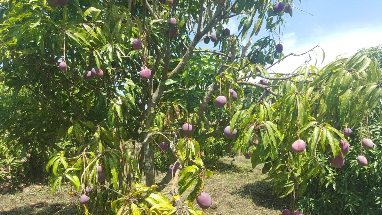 Areka Agricultural Research Center, SEARI