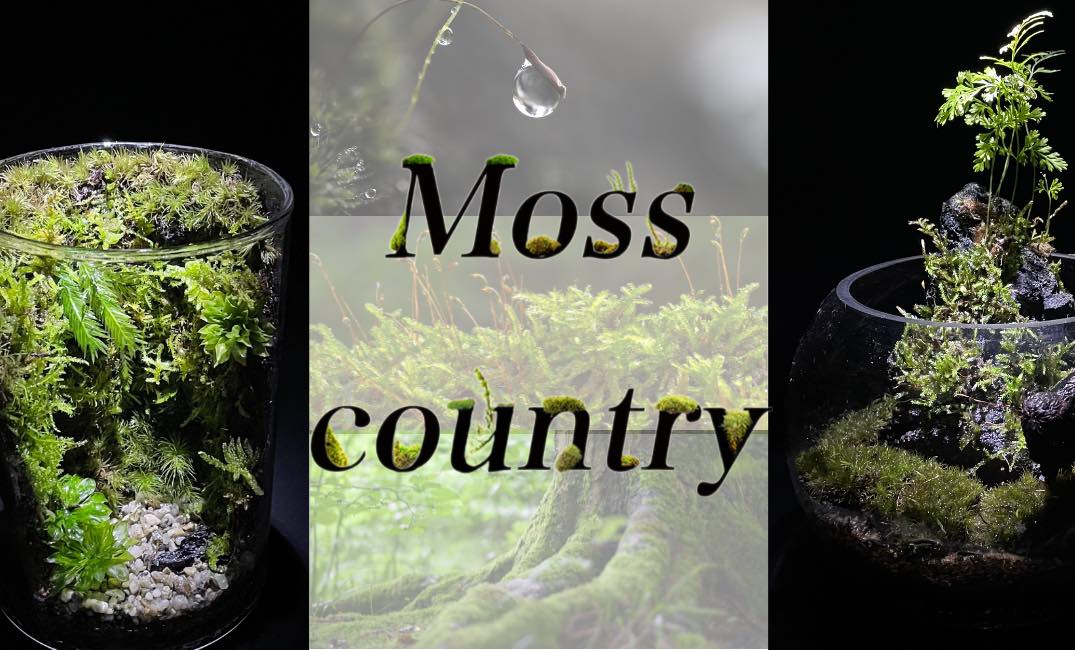 Moss Country (@kokenokuni) • Facebook