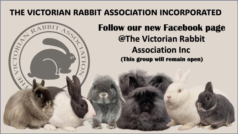 The Victorian Rabbit Association | Show Breeders Directory post | Facebook