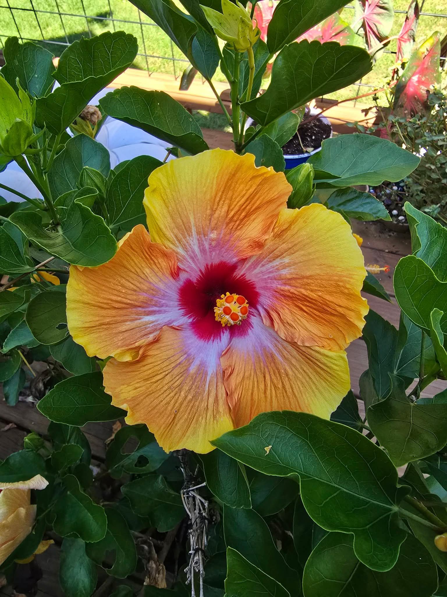 Can tropical hibiscus survive winter outside in central Oklahoma?