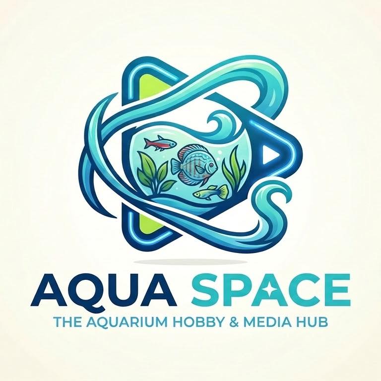 Discus fish feeding in a community tank. | Aqua Space