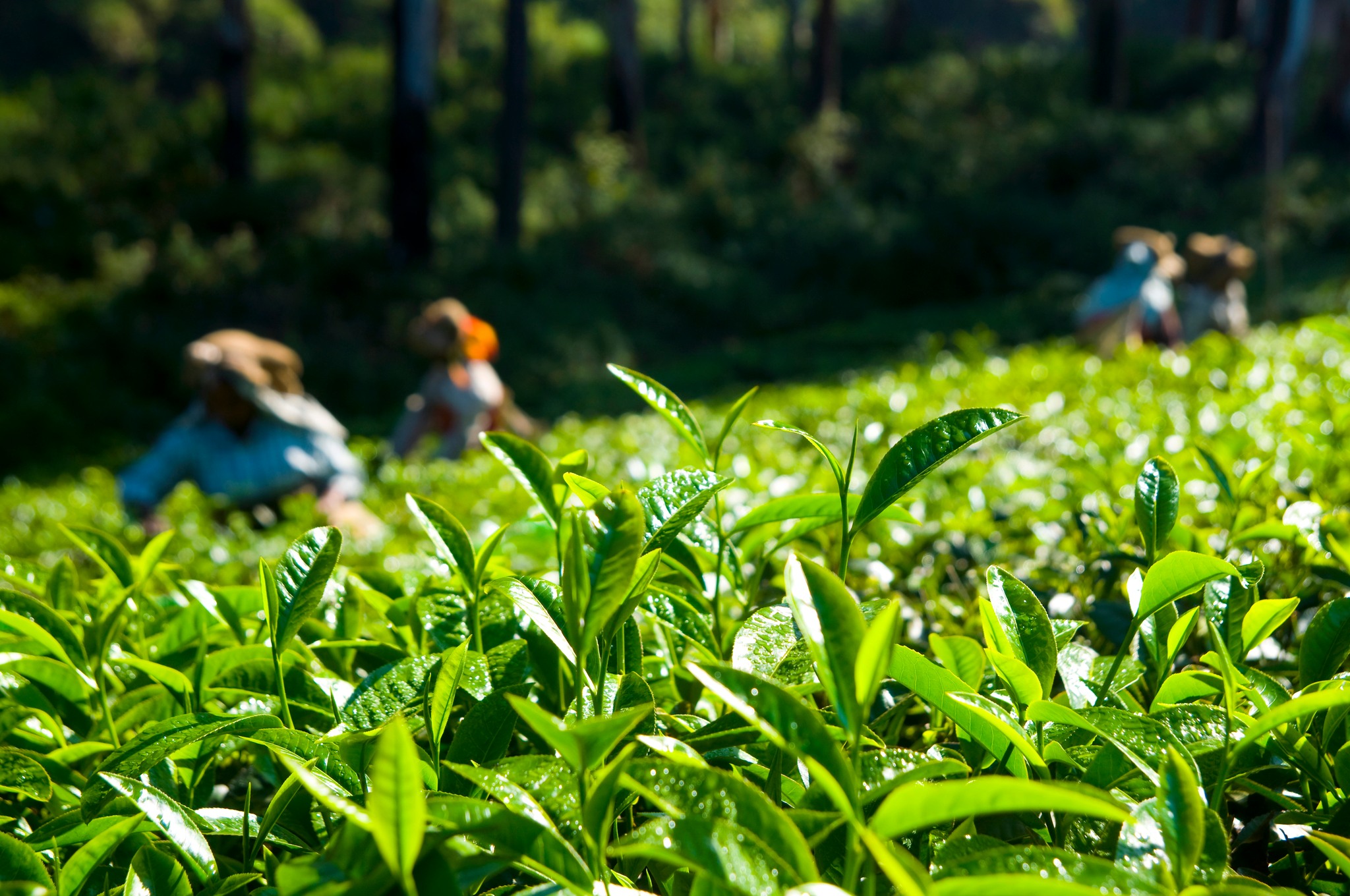 Sultan Tea | Dhaka