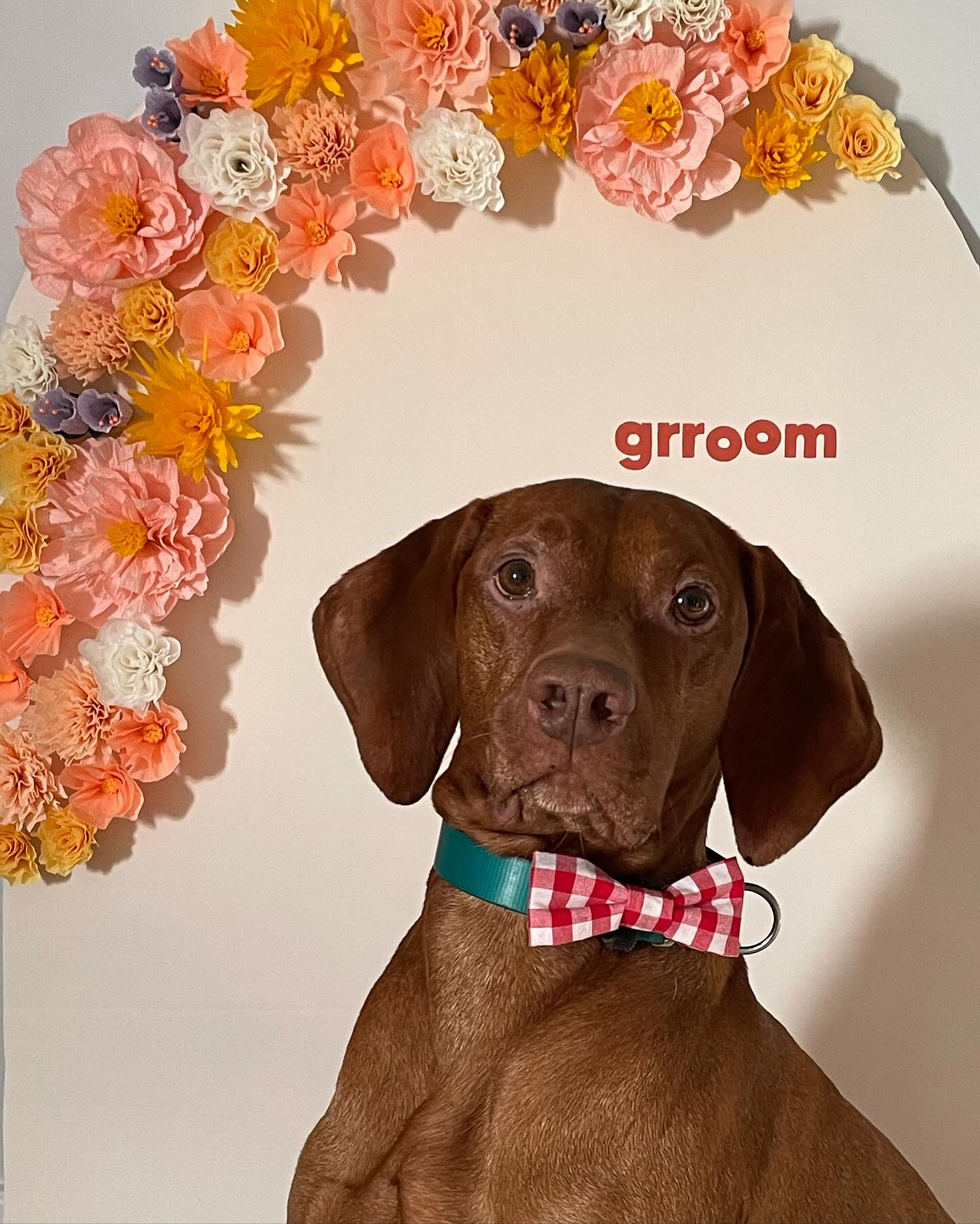 Grroom | Dorchester