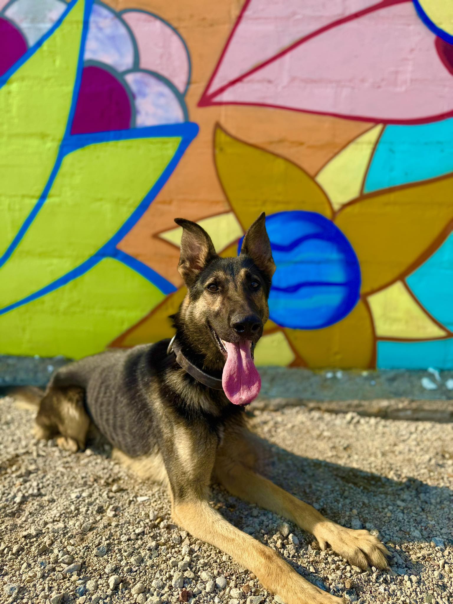 Dynamic K9 | Waubun MN
