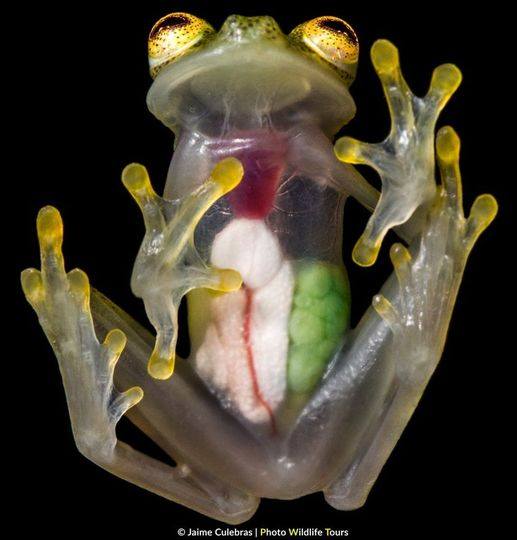 Quick & Tasty Recipes 🥗 | Glass frogs are transparent, you can even see ...