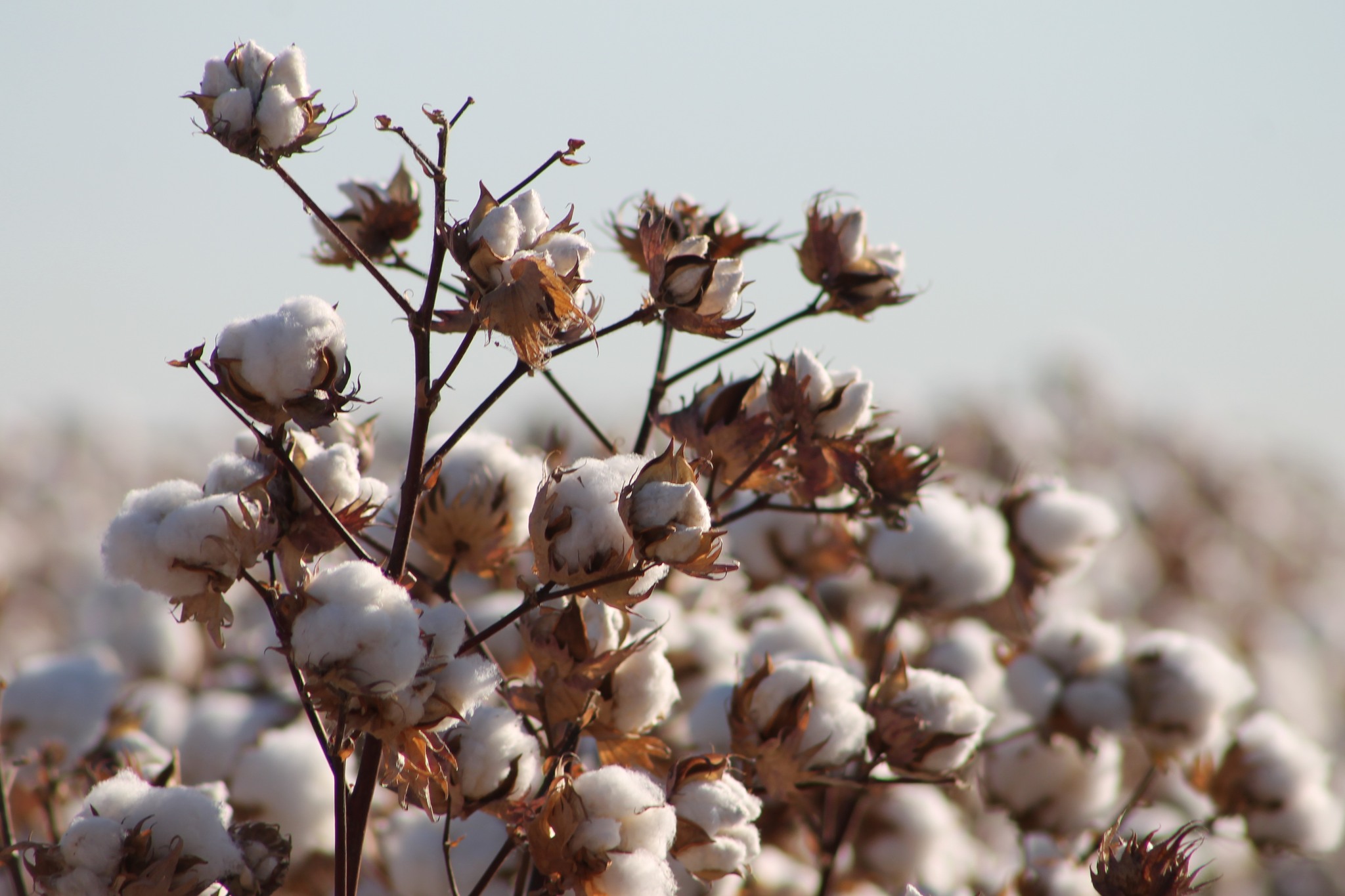 Pinal County Cooperative Extension Agronomy Program | Casa Grande AZ