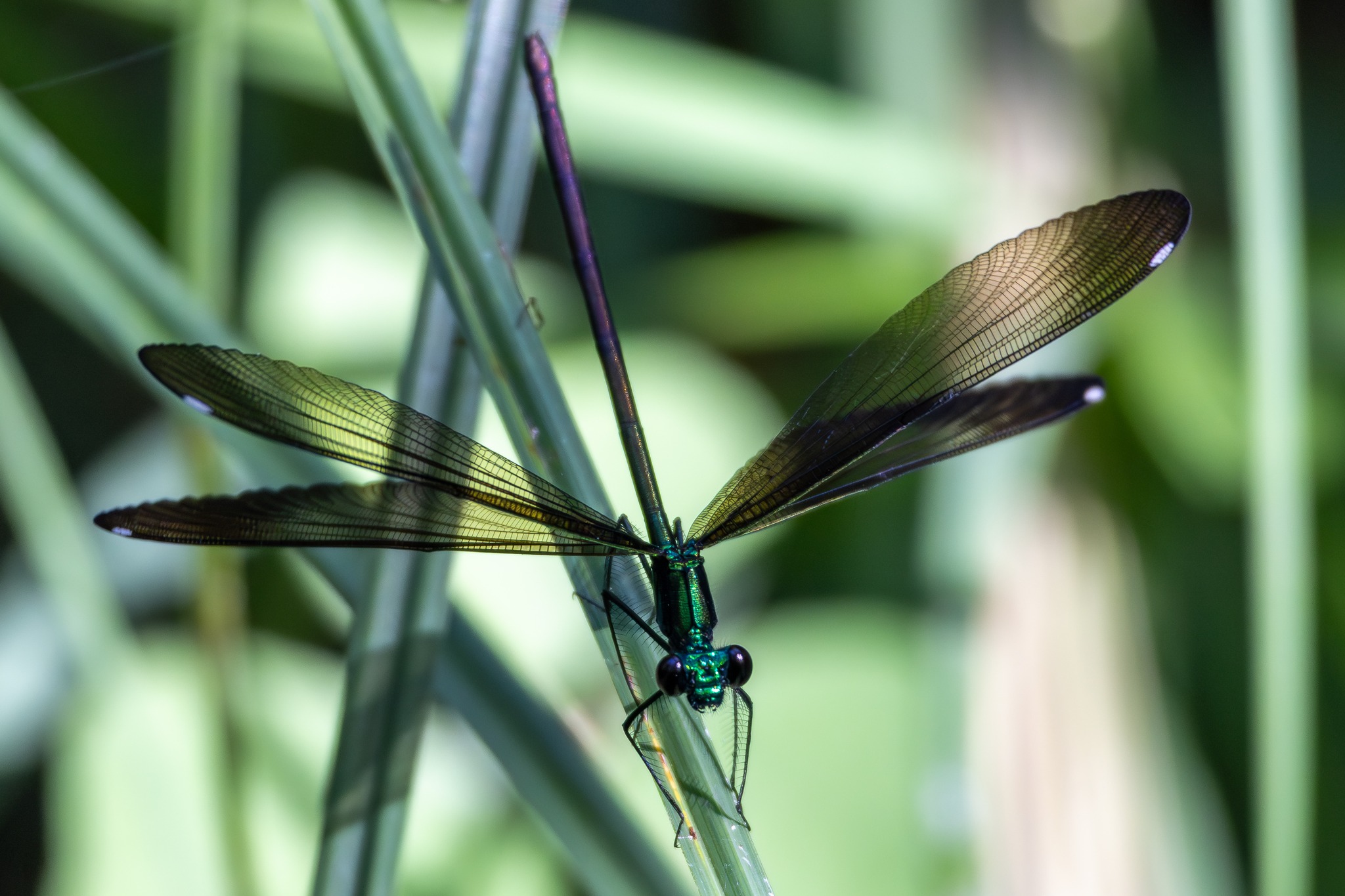 Damselfly species near natural springs in Sulphur, OK