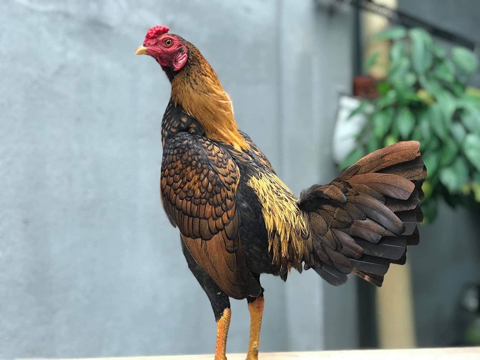 Trại Gà Tuấn Bến Tre