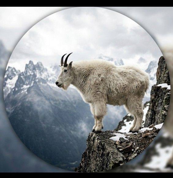 Master of the high peaks. Would you dare to stand where this mountain ...