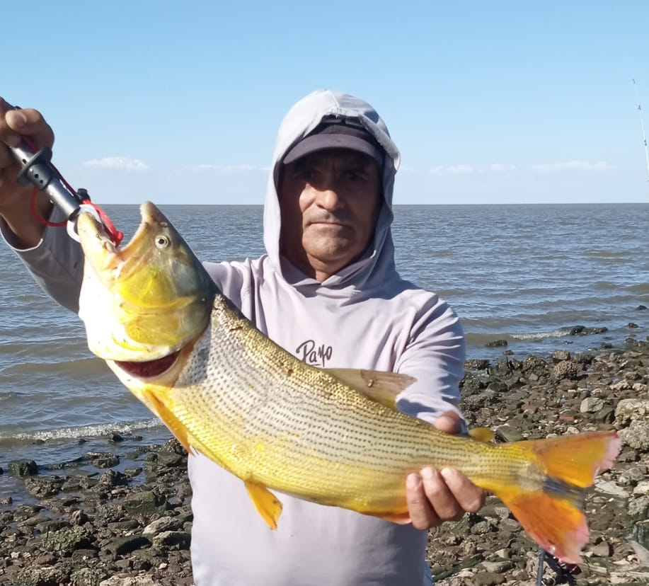 Pique Corto Fishing