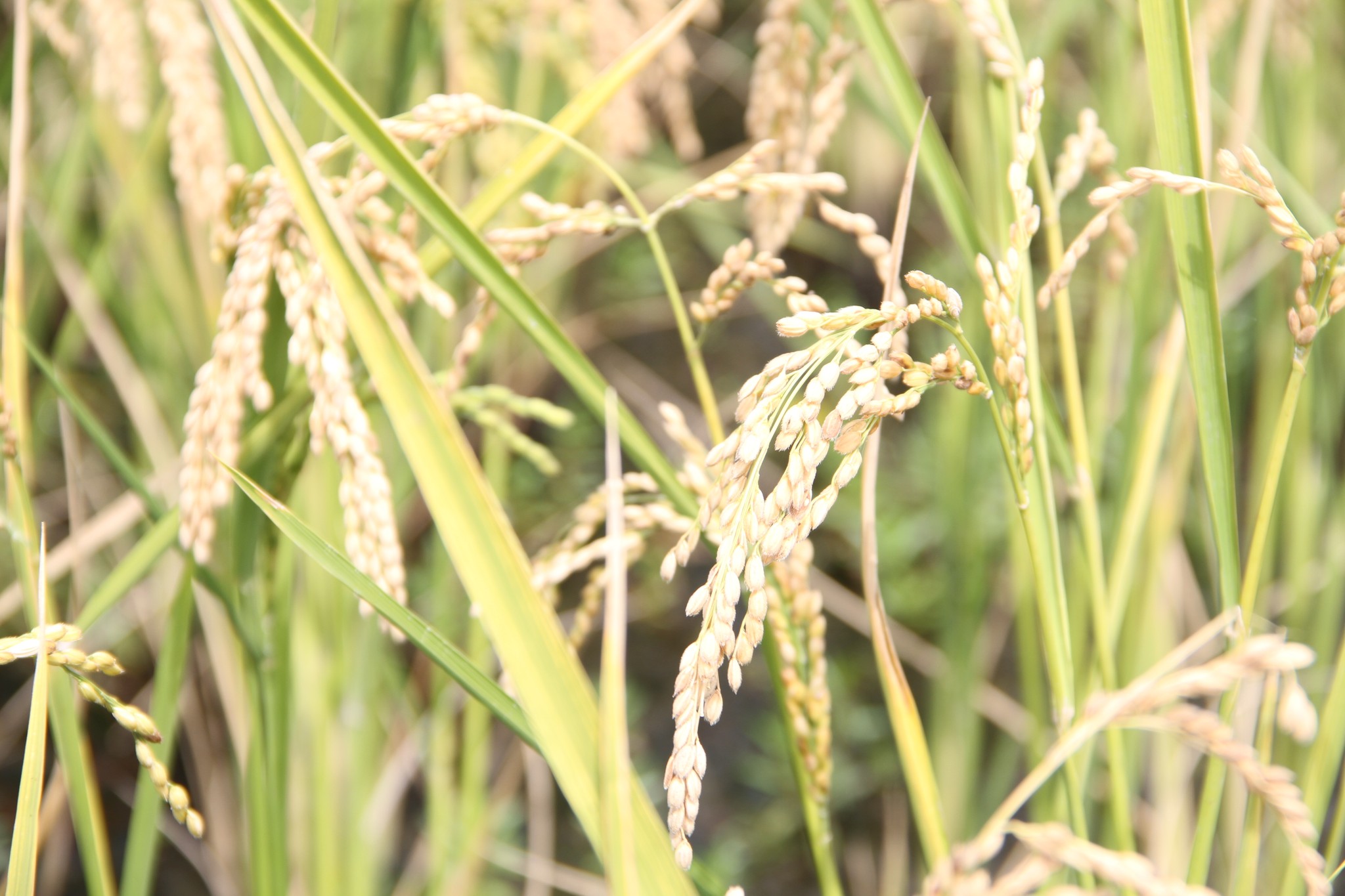 Fogera National Rice Research and Training Center