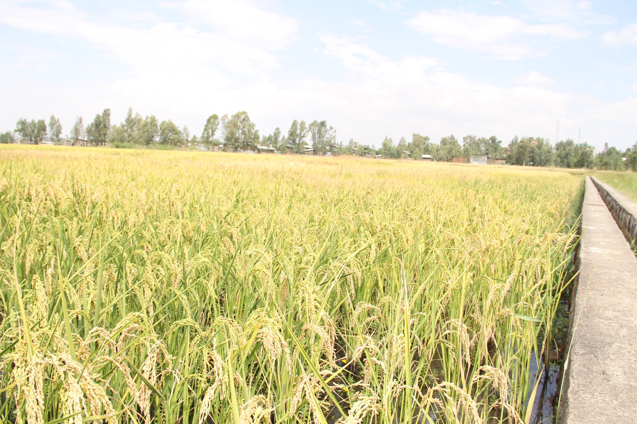 Fogera National Rice Research and Training Center