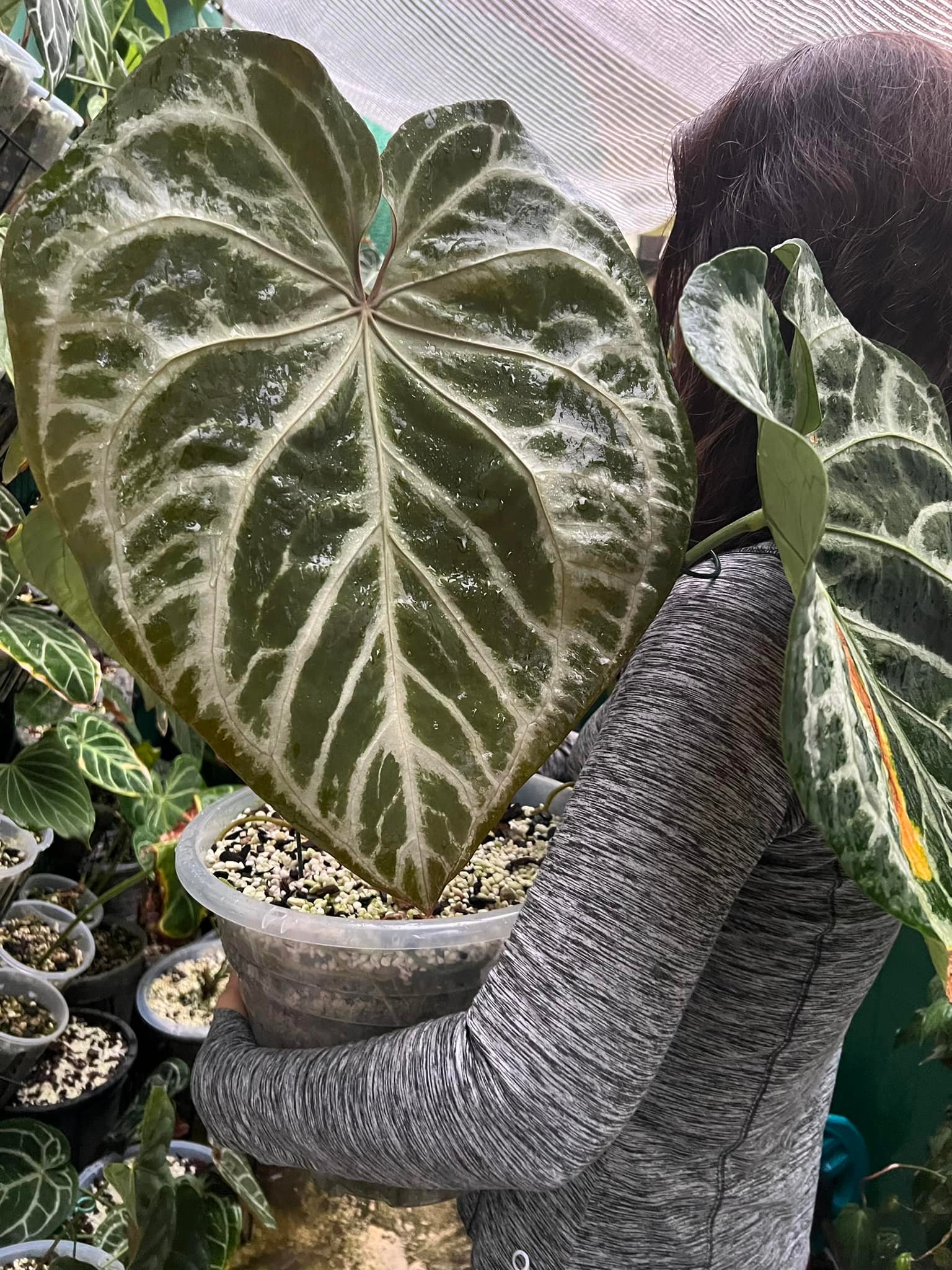 Anthurium Skg Silver's massive 46cm new leaf
