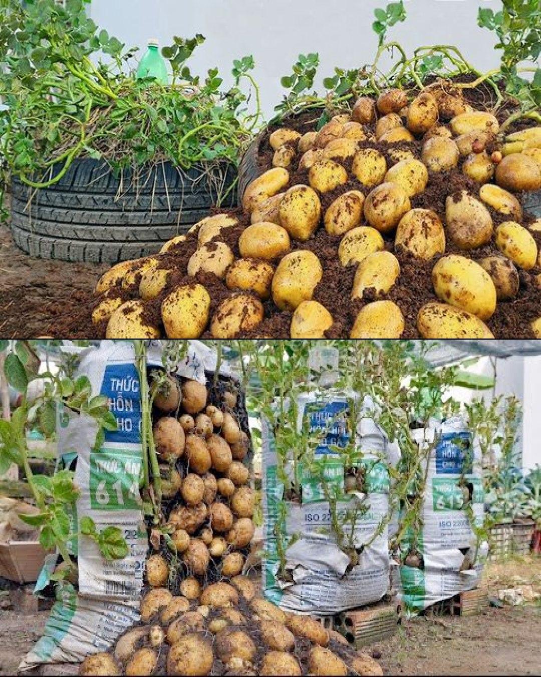 Lot De 100 Sacs De Culture Épais Pour Plantes Et Fleurs - Parfaits Pour Pommes De Terre, Tomates, Légumes & Fruits - 17 X 30 Cm