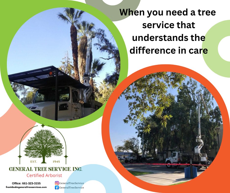 🌴🌳 Not all trees are cared... - General Tree Service, Inc. | Facebook