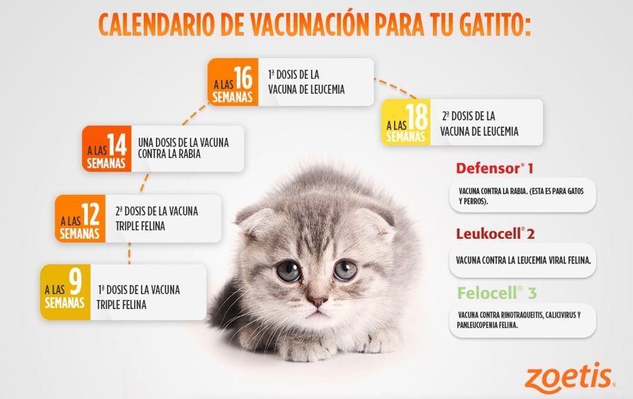Veterinaria Animal Help