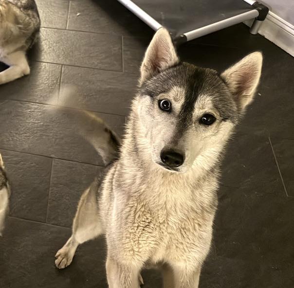 Missing Siberian husky in Harford County | Abingdon, MD