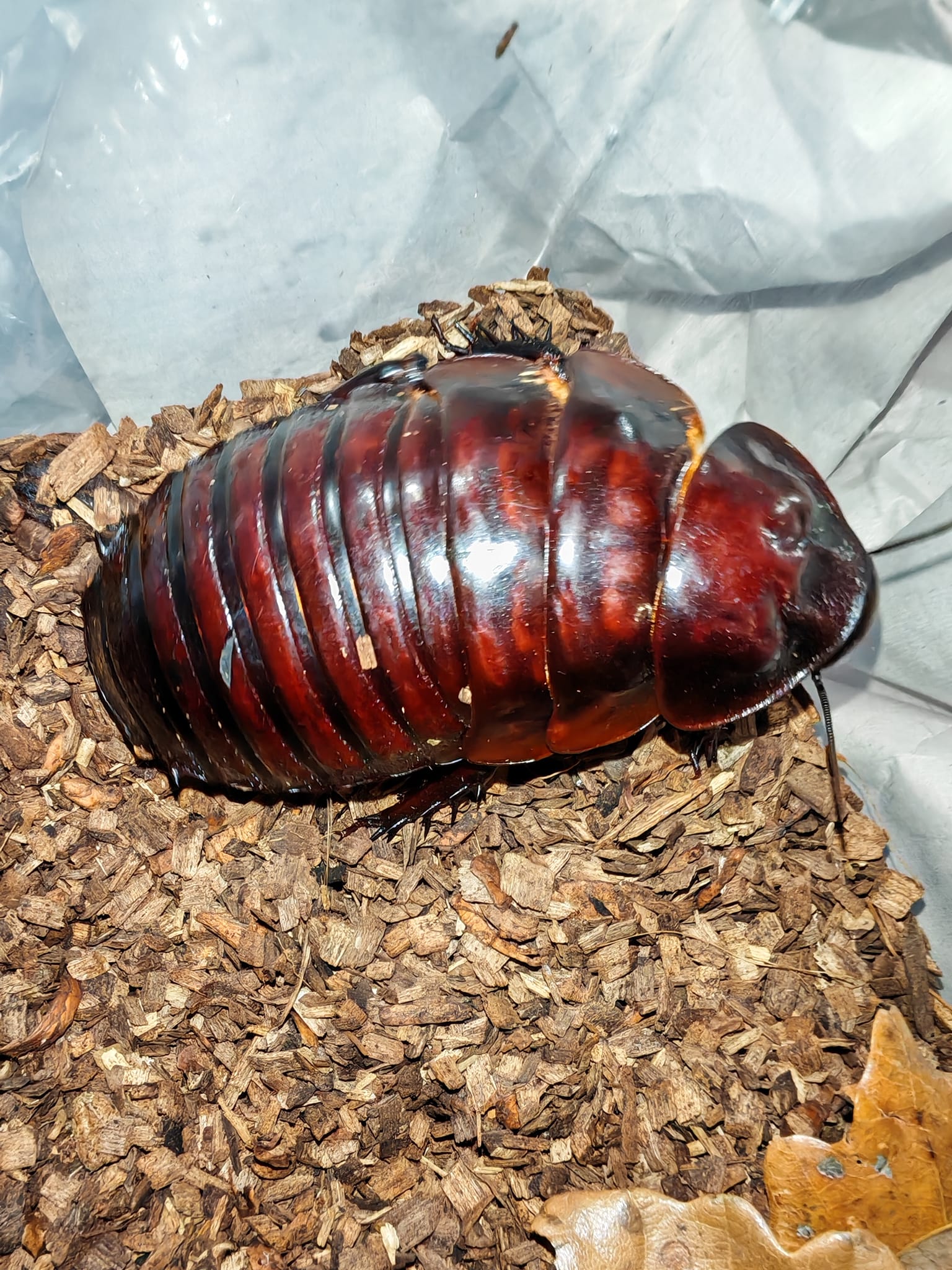 Where to find larger female cockroaches in Australia?