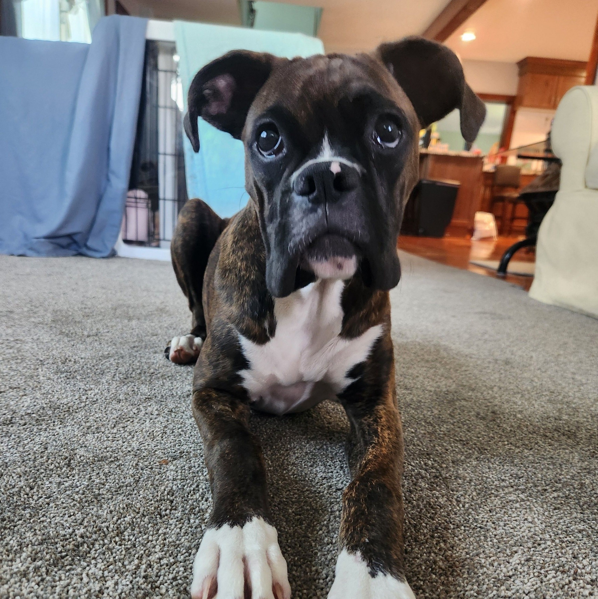 💜 #Sprocket | Sprocket the Boxer