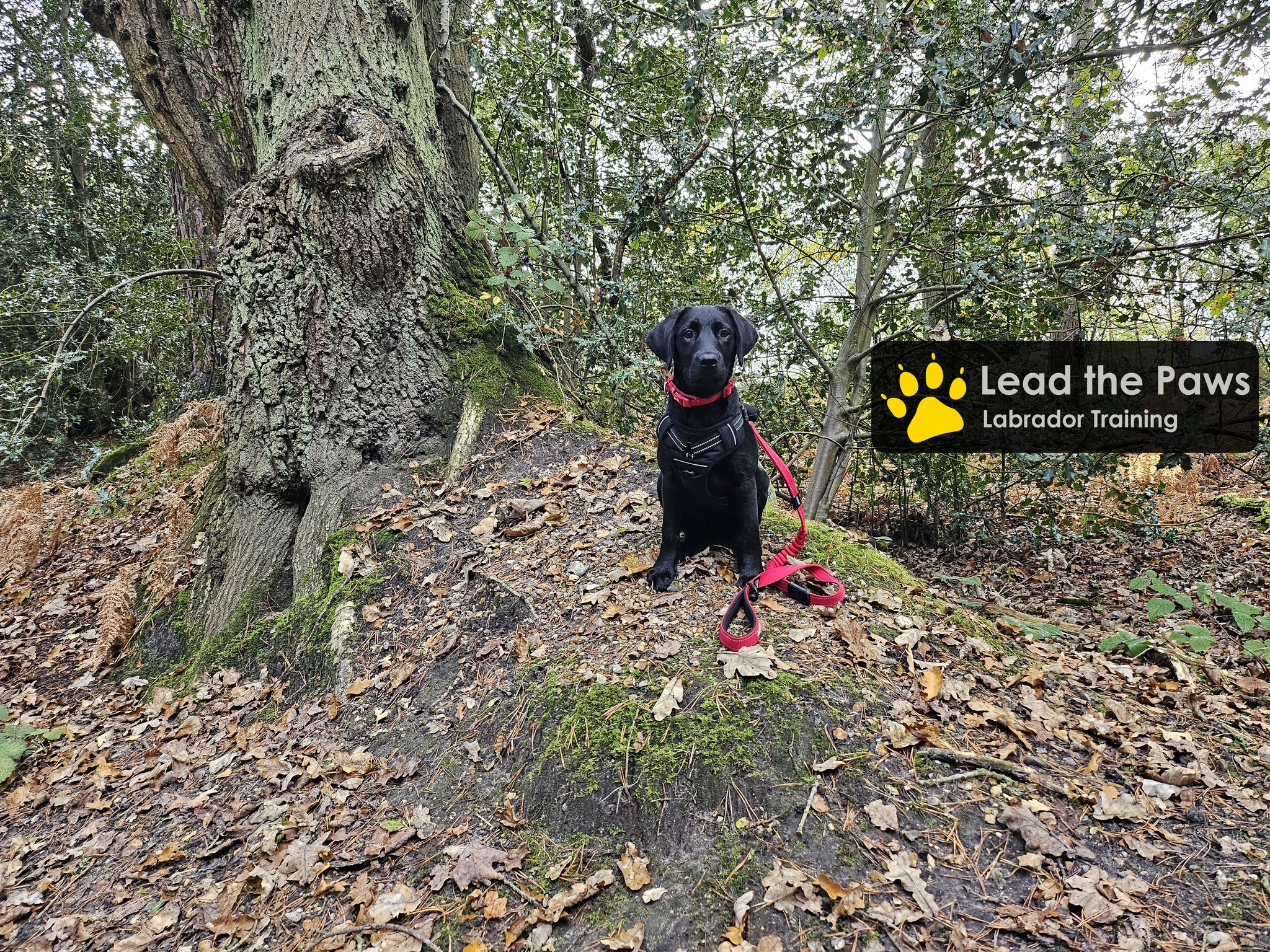 Labrador Training Help | Facebook