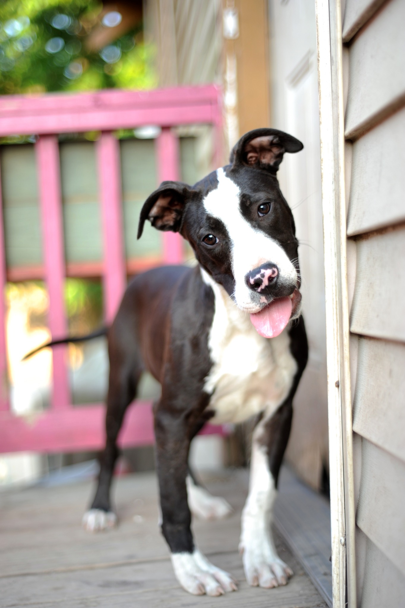 IPaw Rescue Network