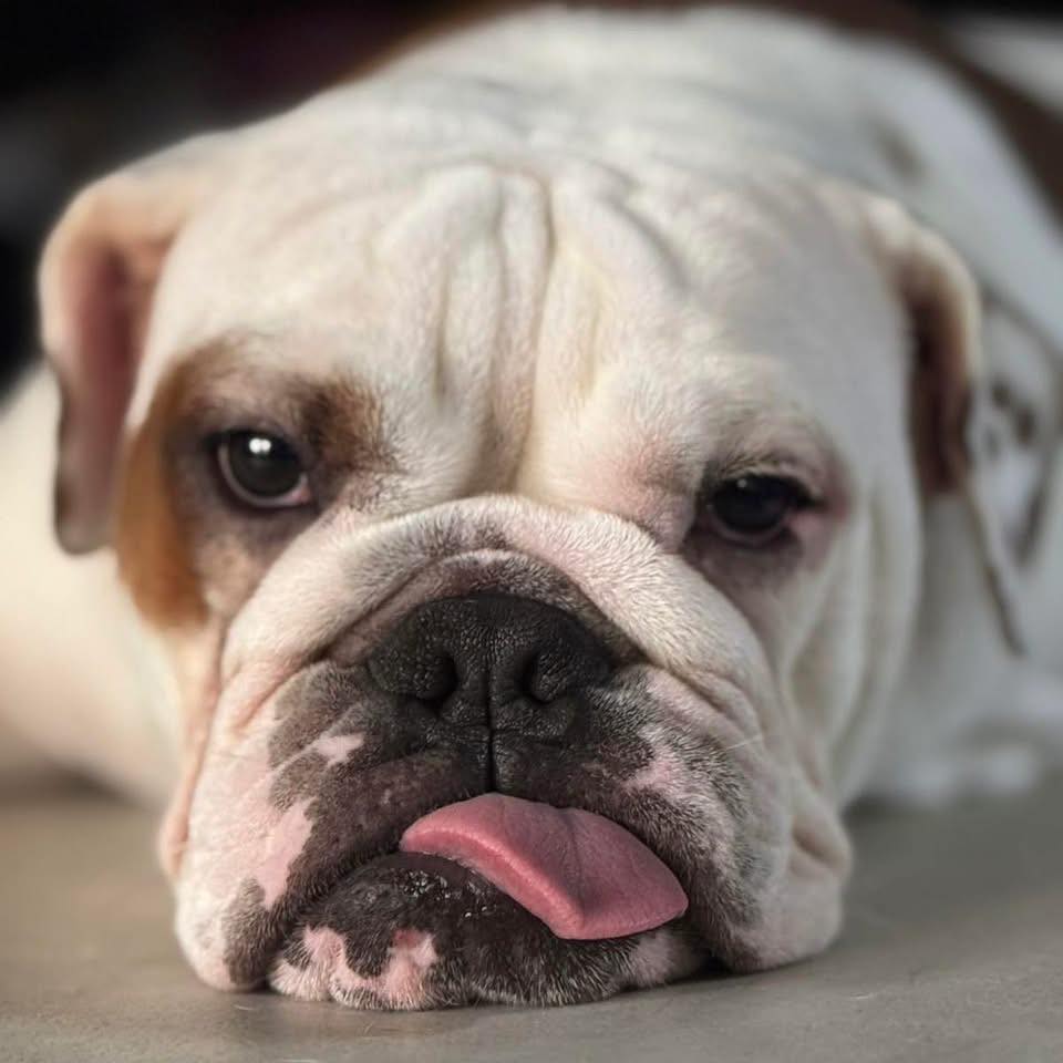 so-cute-can-t-ignore-englishbulldog-furbabies-bulldogsofinstagram