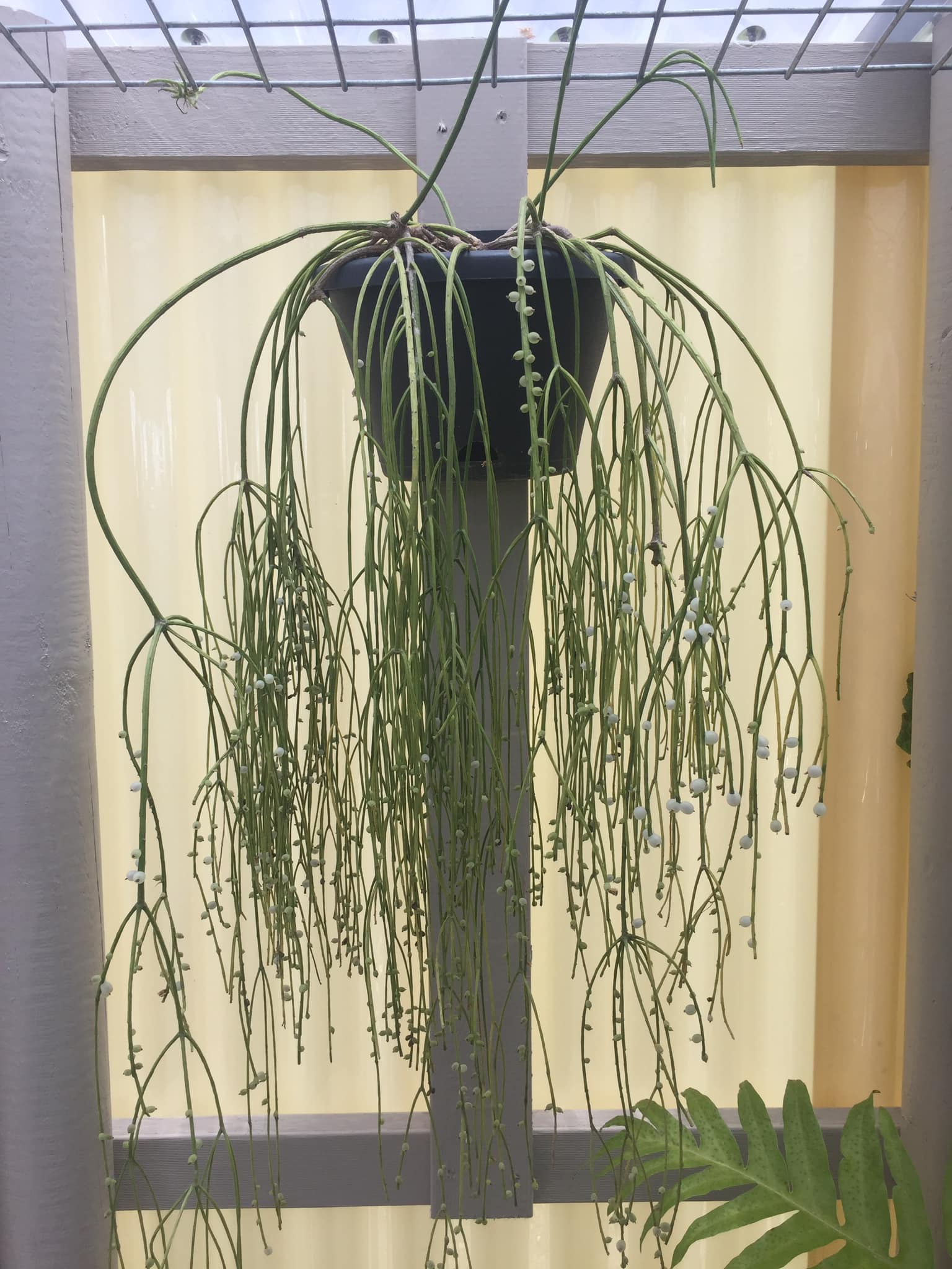 Growing Ripsalis Cactus Species in Gardens
