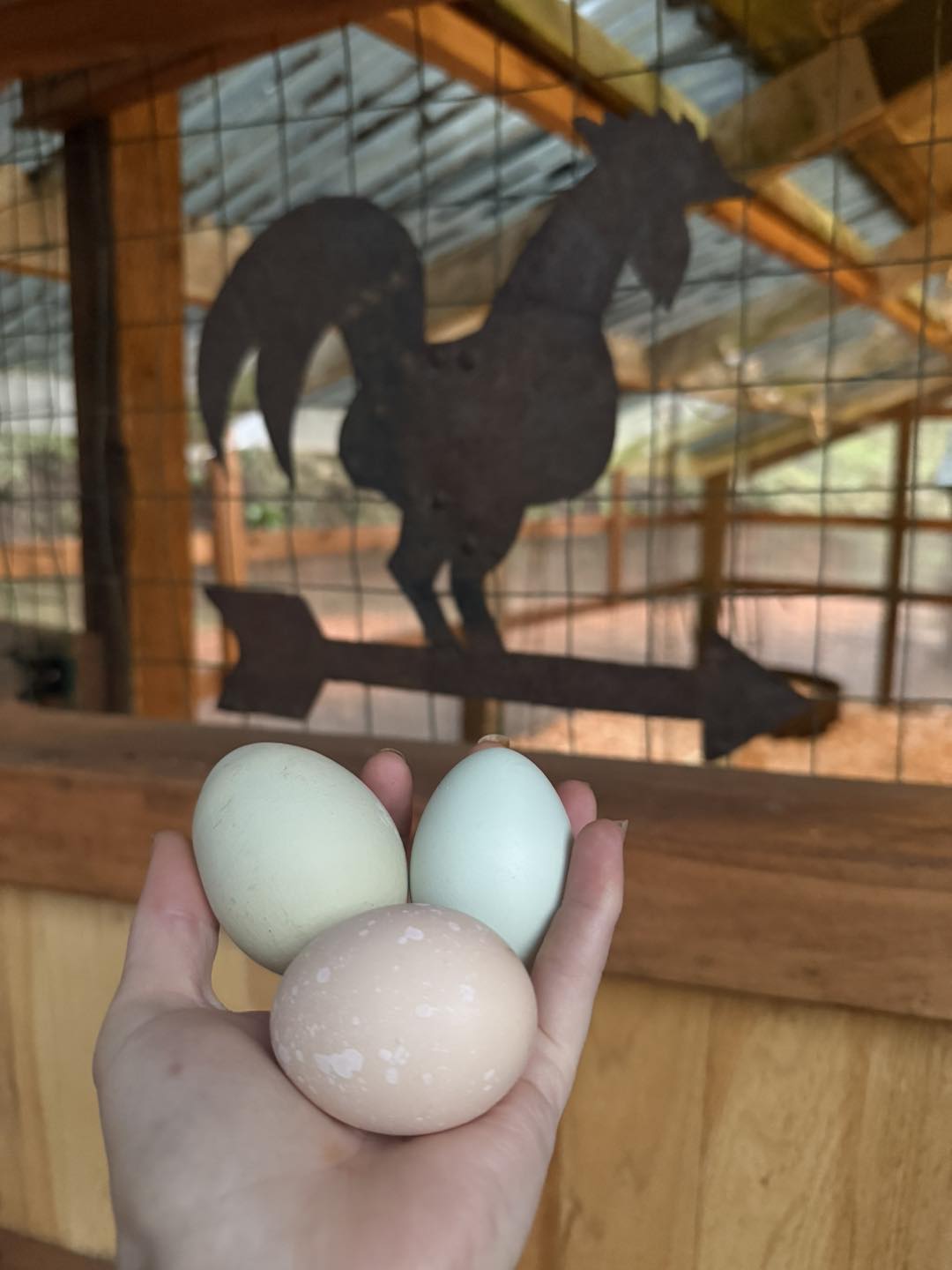 🥚 FREE Eggs Alert! 🥚 We’re... - Sentinel Family Farm | Facebook