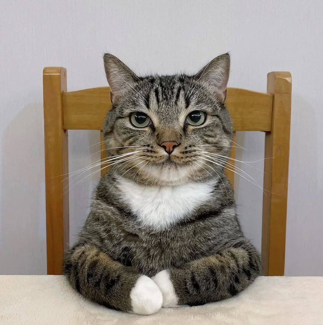 Cat cute Videos 😸😸 #funnycat #funnycats #catsoftiktok #catsofinstagram ...