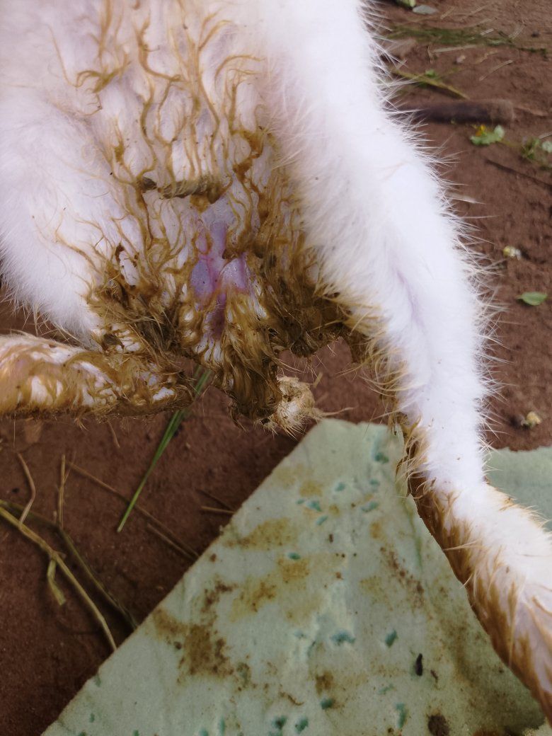Rabbit Farmers Association (RAFAN) Lagos State Chapter | This is urgent ...