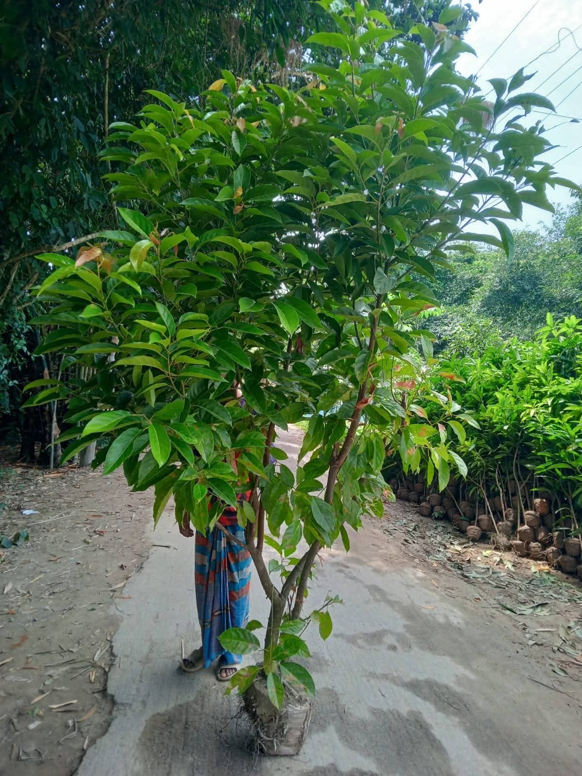 রংপুর এগ্রো শপ- Rangpur Agro shop | Rangpur