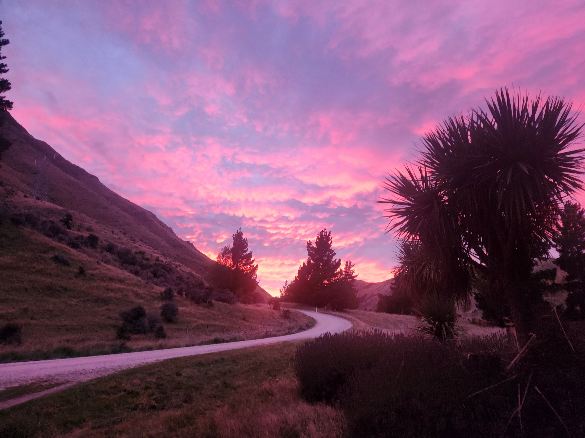 Danseys Pass Lavender... - Danseys Pass Lavender Hideaway