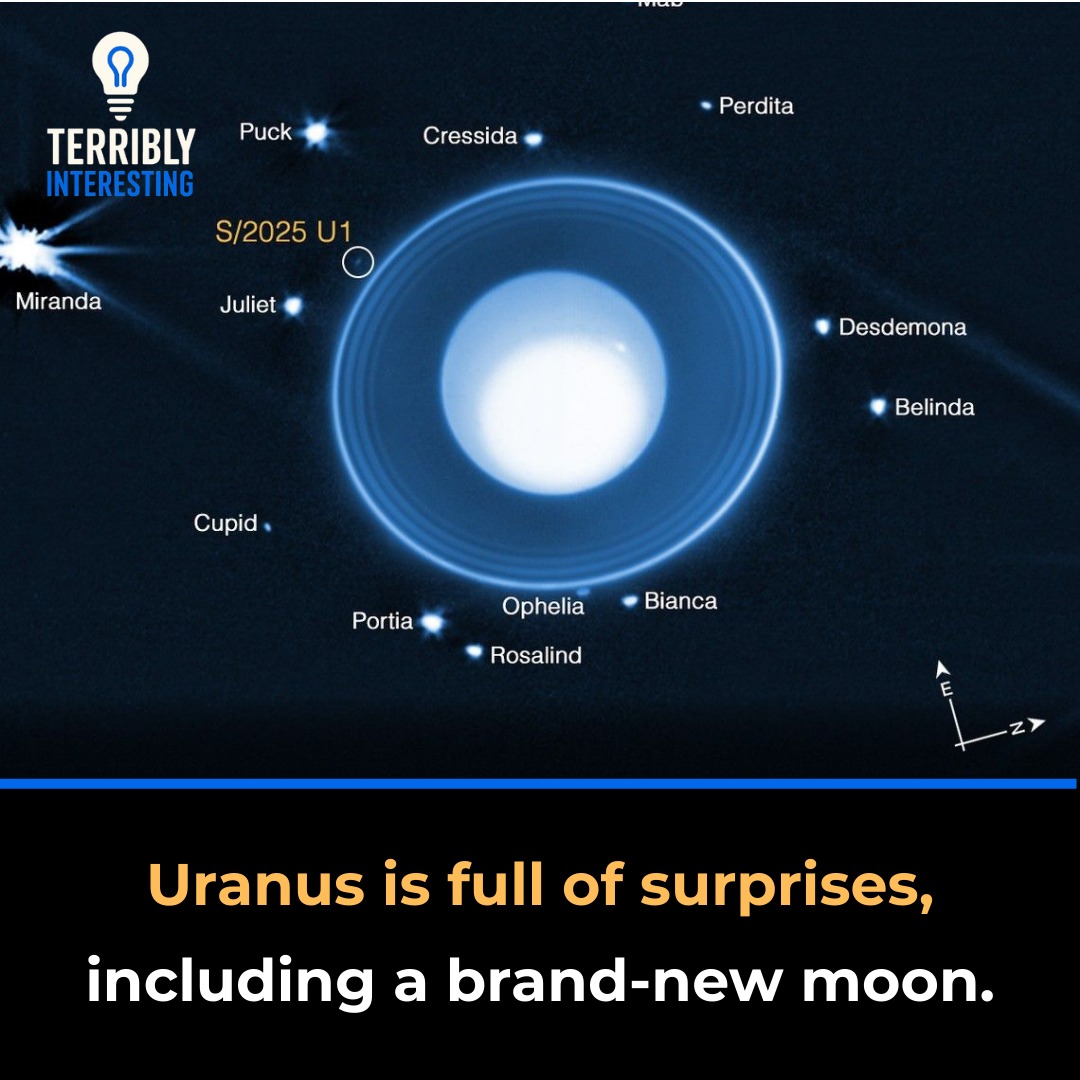 Terribly - Uranus is full of surprises, including a brand-new moon ...