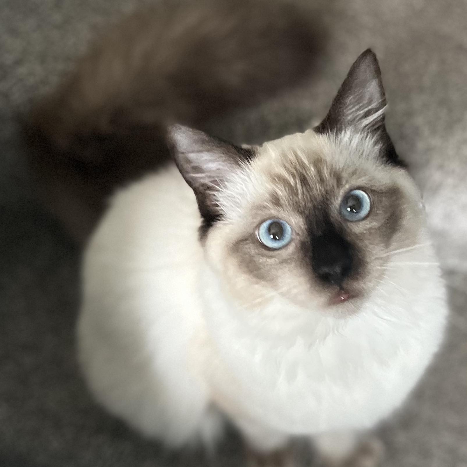 Scaredy cat 🙀 #cat #ragdoll #kylochaos #scaredycat | Kylo.chaos