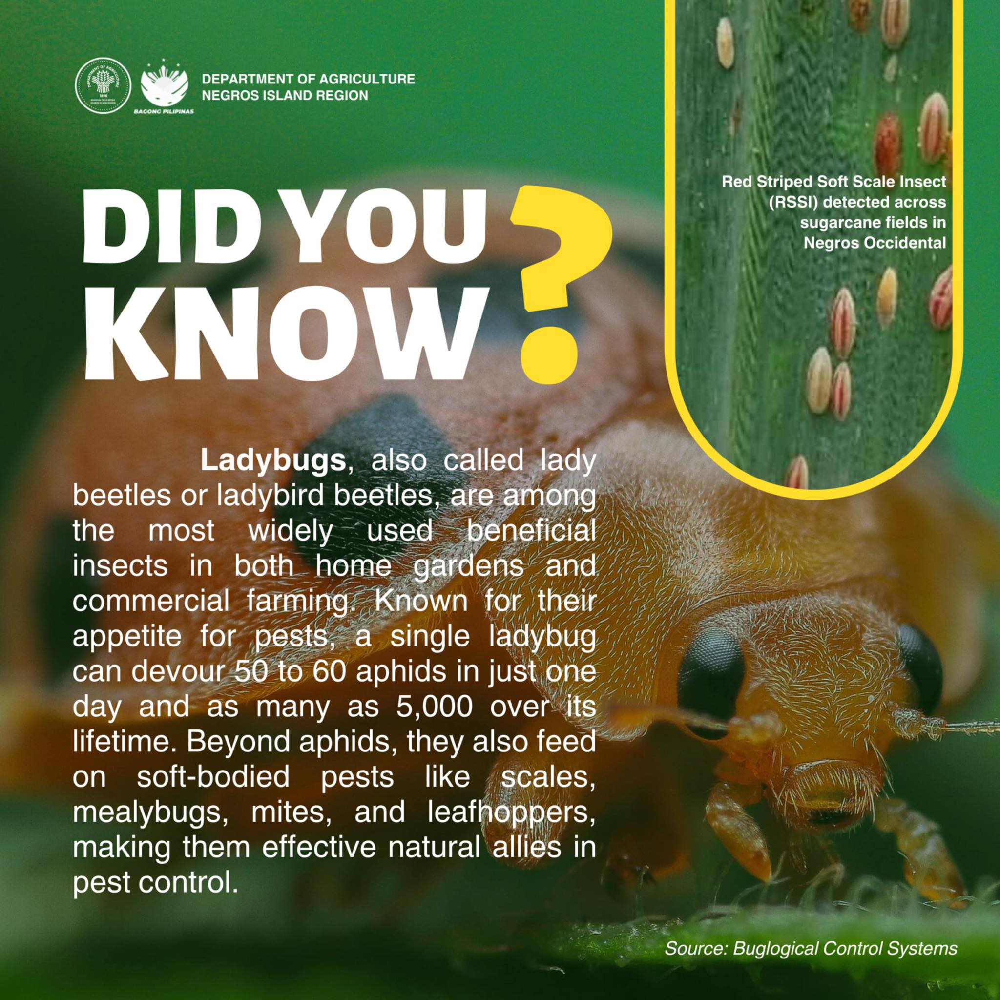 Department - 🐞LADYBUGS are beneficial insects that feed on the Red ...