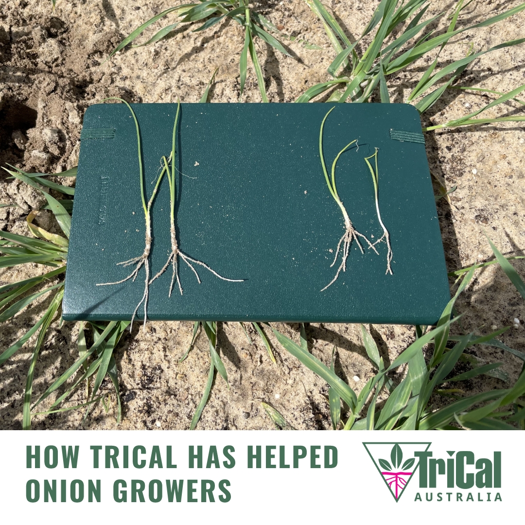 TriCal - When soil health challenges like Pink Root, Fusarium, and ...