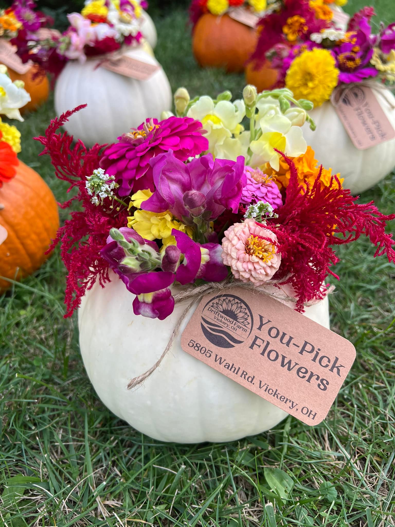 Driftwood Farm - This weekend, we have 3 white pumpkins... | Facebook