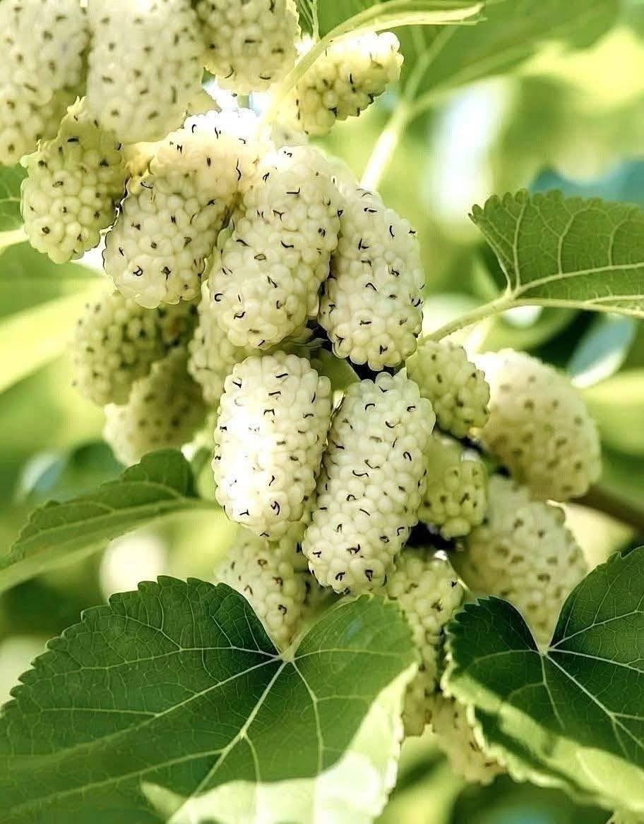 This is a jackfruit plant ❤️ (i don't know what to call in
