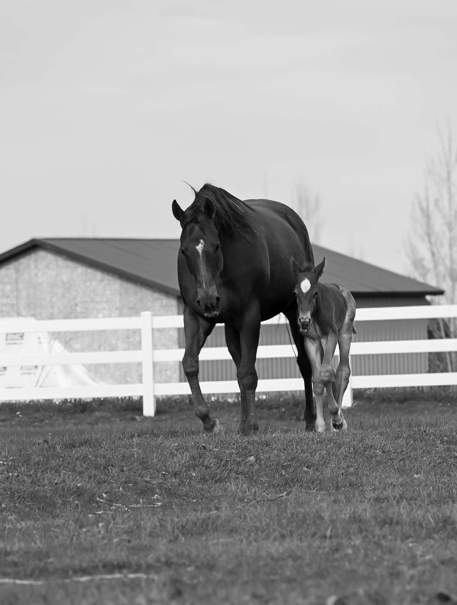 Adrenaline Performance Horses