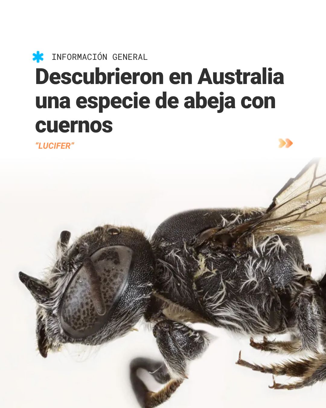 Diario - 🐝 ¡Un hallazgo infernalmente fascinante! Científicos ...