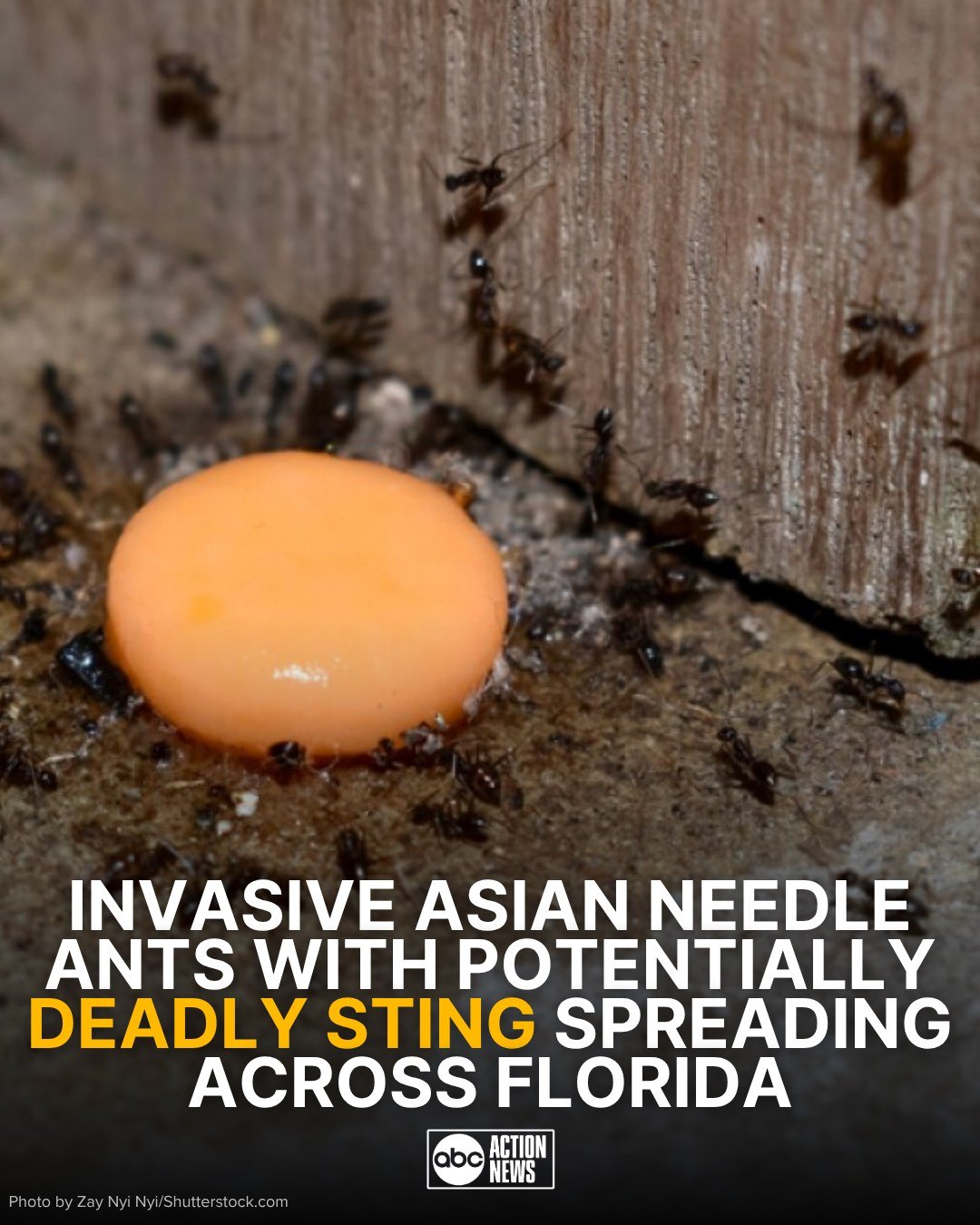 Delicious Family Recipes | The invasive species has been found in more ...