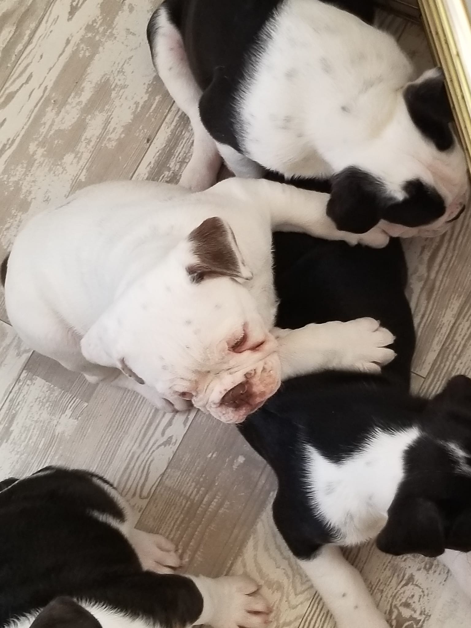 Shelldee Kennels