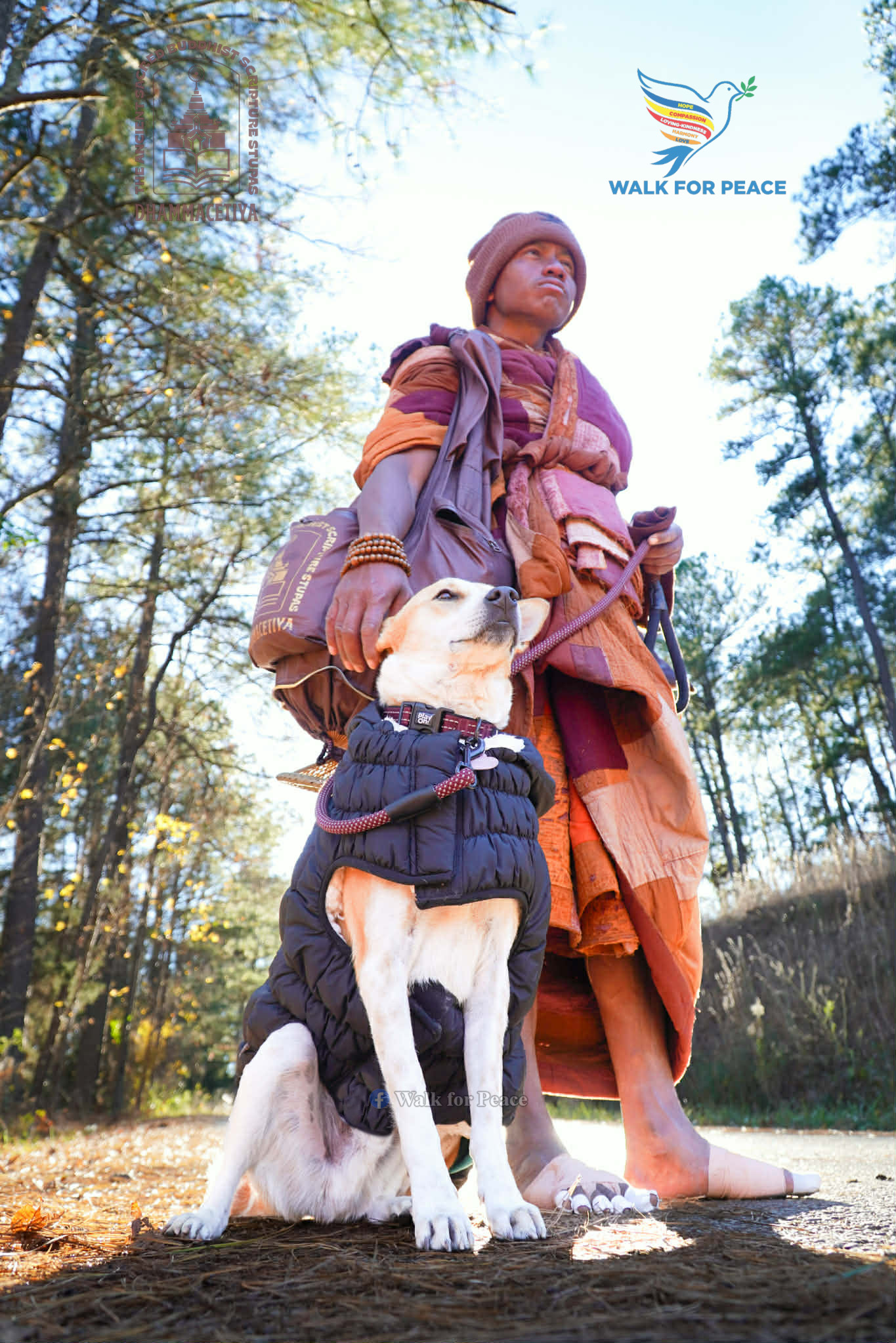 Walk - 🐕 Aloka: A Heart of Unwavering Loyalty - From the moment a ...