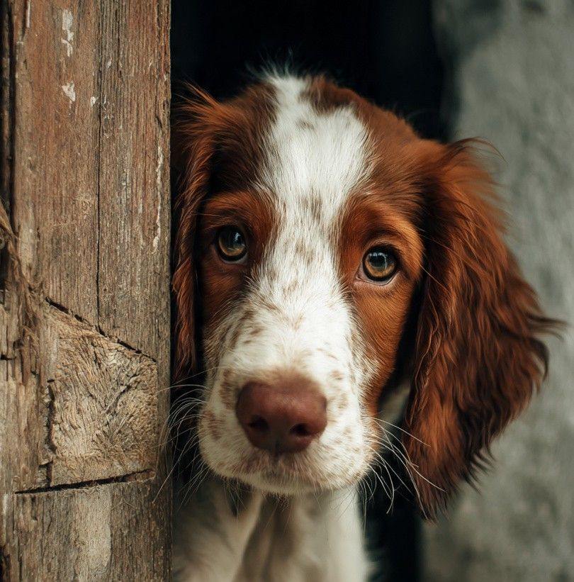 English Springer 10M on Reels