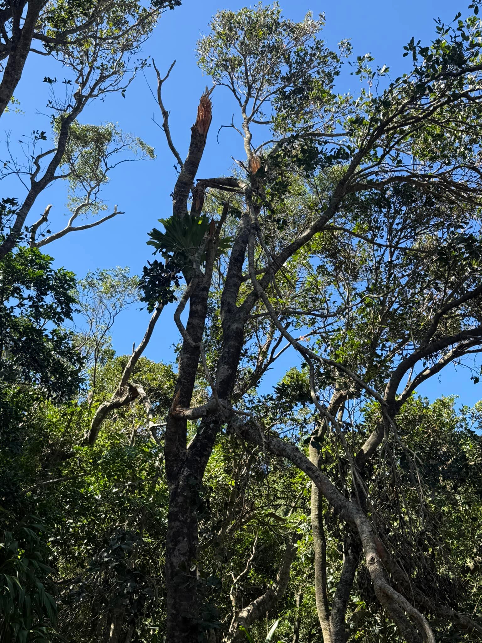 Hi everyone, PACIFIC TREE... - Pacific Tree Services Pty Ltd | Facebook